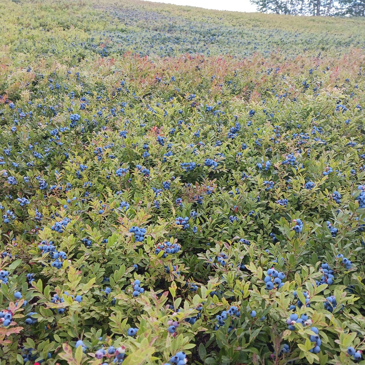 Champ de bleuets de l'entreprise Miel en Bleuet
