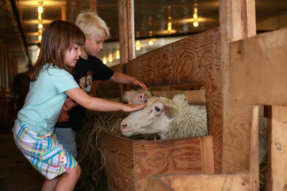 deux enfants en train de flatter un mouton