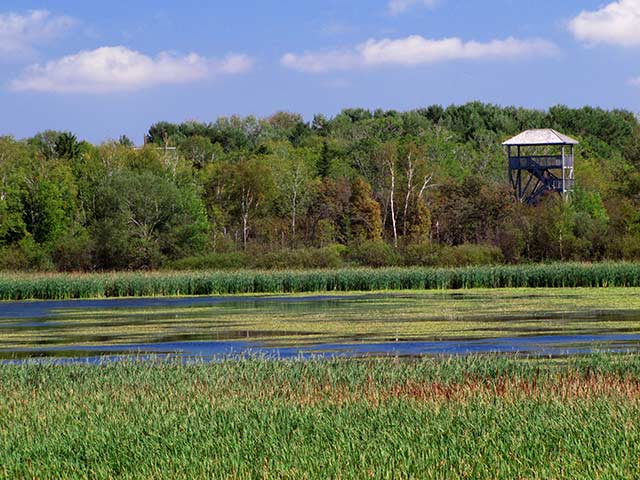 marais du sentier du petit marais à saint-gédéon