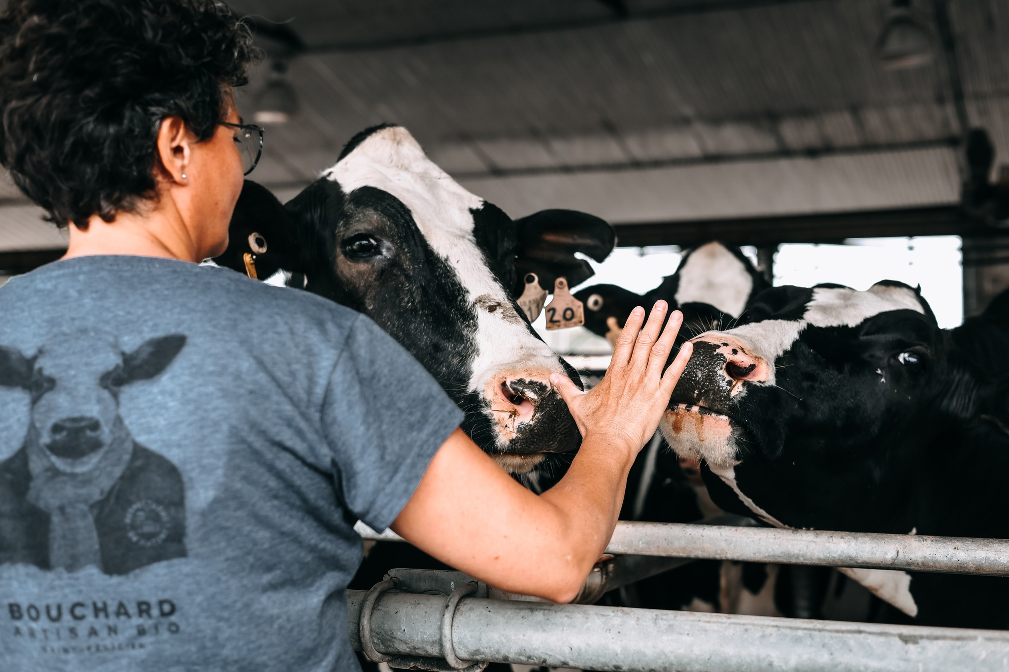 Vache bouchard artisan bio