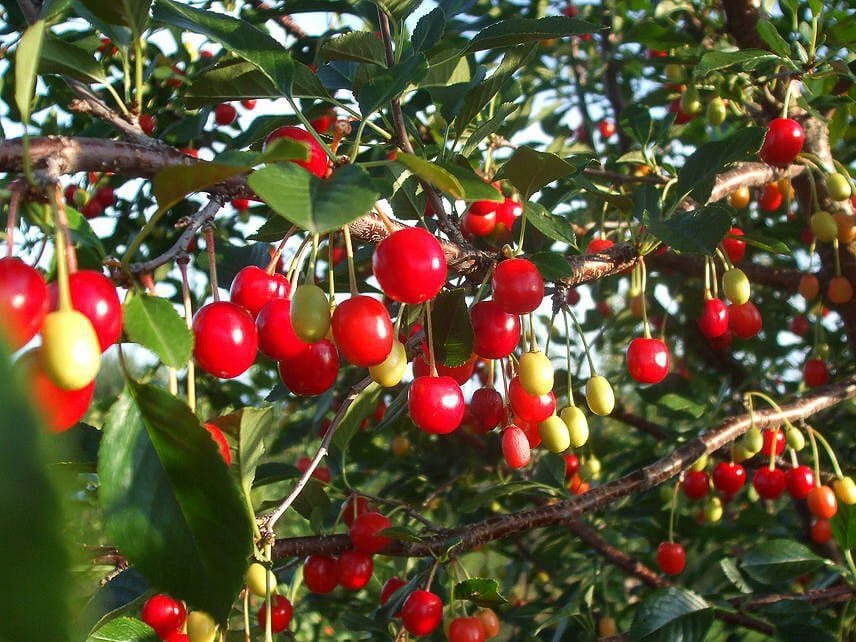 Fruit du verger de velours