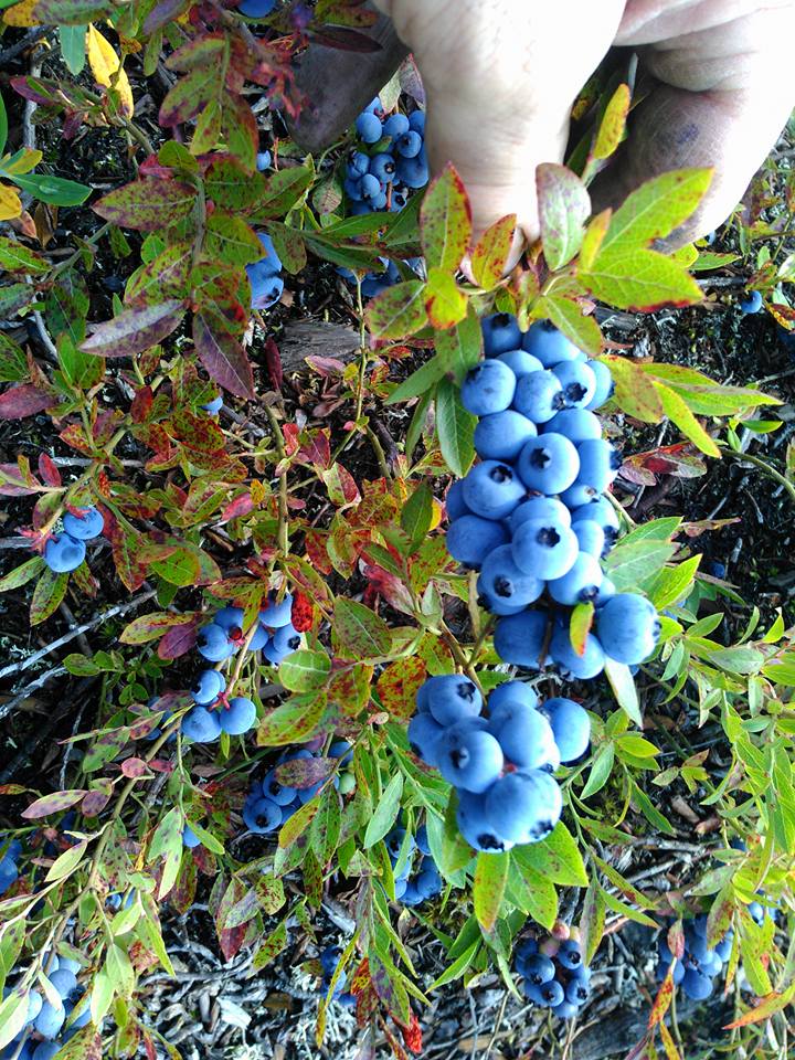 Blueberry Picking in Lac-Saint-Jean