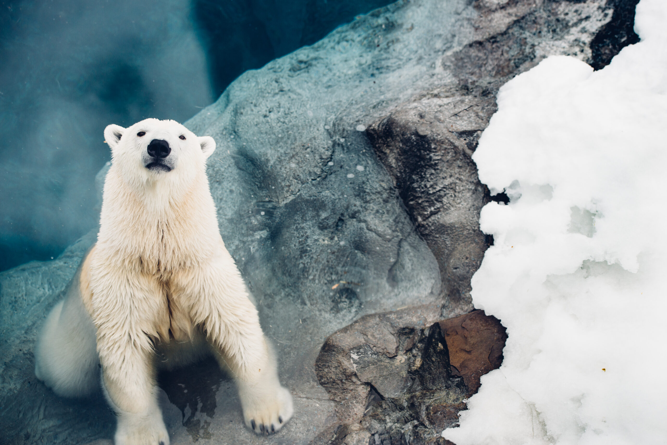 Ours-polaire-du-zoo-sauvage-de-saint-felicien