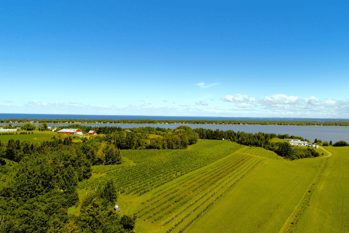 Vue aérienne du vignoble couchepagane