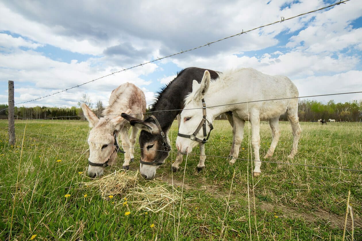 douceurs-de-mulane-1