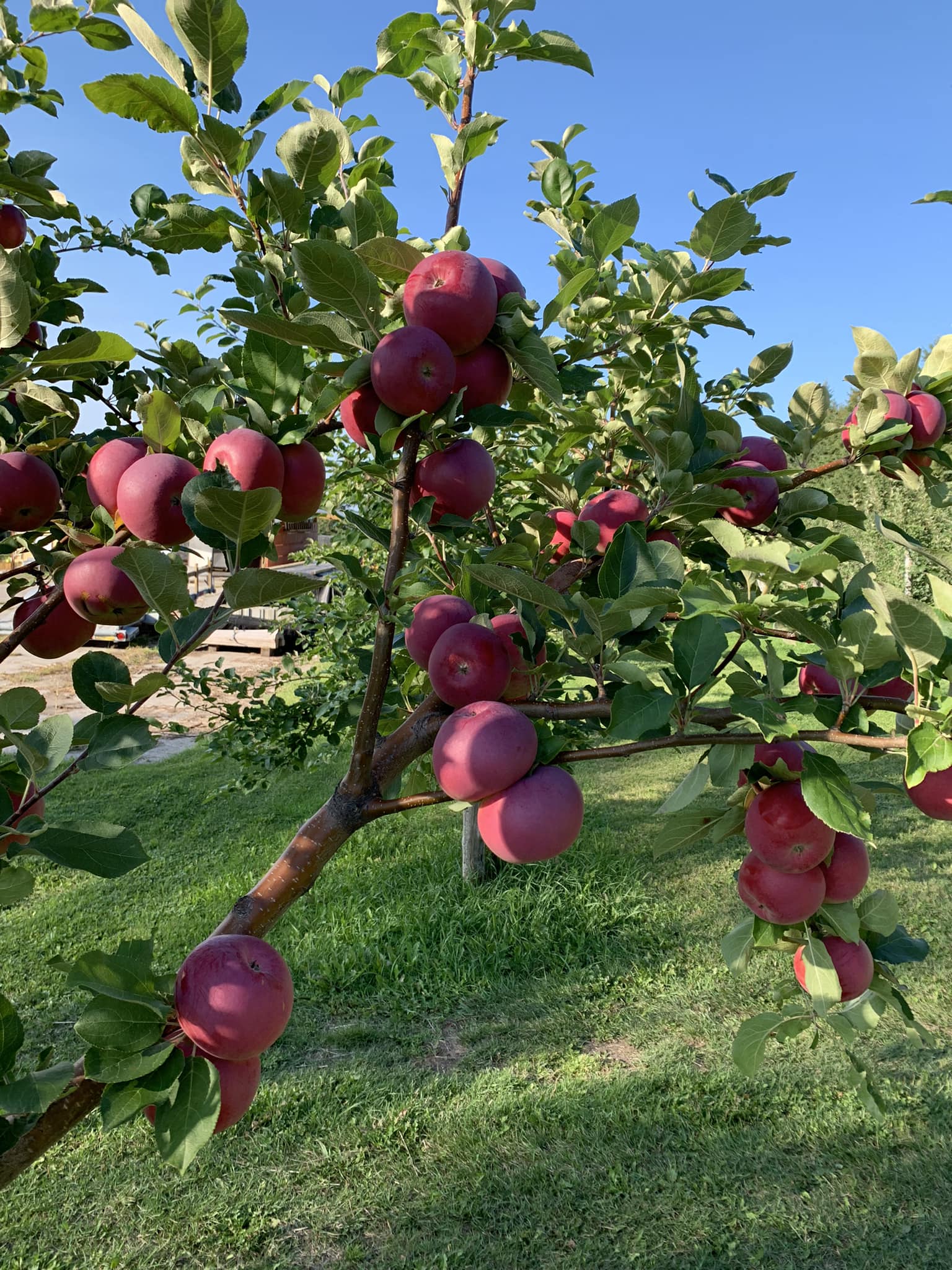 verger-api-pomme