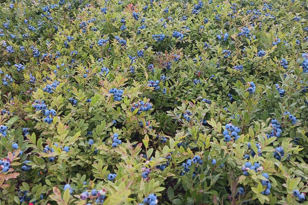 Champ de bleuets de l'entreprise Miel en Bleuet